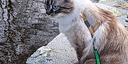Yuki participe au concours pour gagner de l'argent avec cette photo : cat, blue_eyes, harness, leash, river, stone_ledge, water, trees, forest, reflection, outdoor, nature, winter, animal, pet, mammal, fur, whiskers, calm, scenic