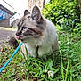 Yuki participe au concours pour gagner de l'argent avec cette photo : cat, blue_eyes, fluffy, grass, leash, outdoor, nature, flower, clover, closeup, animal, pet, greenery, whiskers, feline, side_profile, curious, urban, walk, daylight