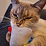 cat, pet, animal, feline, whiskers, toy, plush_toy, claw, close_up, indoor, cute, fur, relaxed, paw, snuggling, playful, domestic_animal, face, ear, resting