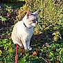 Haru a rejoint le concours — aidez-le/la à gagner de superbes lots ! cat, animal, outdoor, nature, grass, plants, sunlight, collar, pet, feline, sitting, leaves, wildflowers, daylight, mammal, fur, whiskers, closeup, side_view, alert