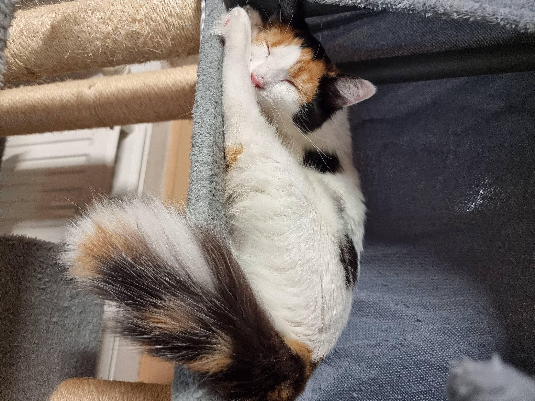 Kitty participe au concours pour gagner de l'argent avec cette photo : carnivore, cat, claw, comfort, domestic_short_haired_cat, fawn, felidae, foot, fur, nap, paw, small_to_medium_sized_cats, tail, terrestrial_animal, whiskers, wood