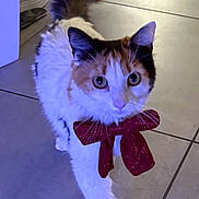 Kitty a rejoint le concours — aidez-le/la à gagner de superbes lots ! cat, calico_cat, pet, fluffy, fur, bow, red_bow, festive, portrait, standing, walking, tail, paws, whiskers, ears, eyes, tiled_floor, indoor, shopping_cart, shoes