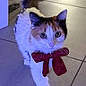 cat, calico_cat, pet, fluffy, fur, bow, red_bow, festive, portrait, standing, walking, tail, paws, whiskers, ears, eyes, tiled_floor, indoor, shopping_cart, shoes