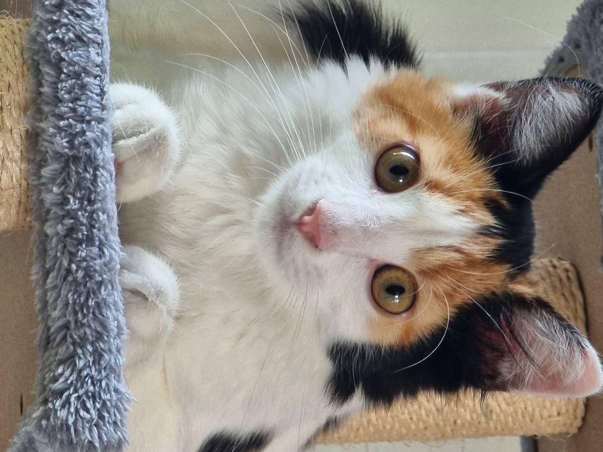 Kitty participe au concours pour gagner de l'argent avec cette photo : carnivore, cat, claw, domestic_short_haired_cat, eye, fawn, felidae, fur, paw, small_to_medium_sized_cats, snout, tail, tree, whiskers, wood