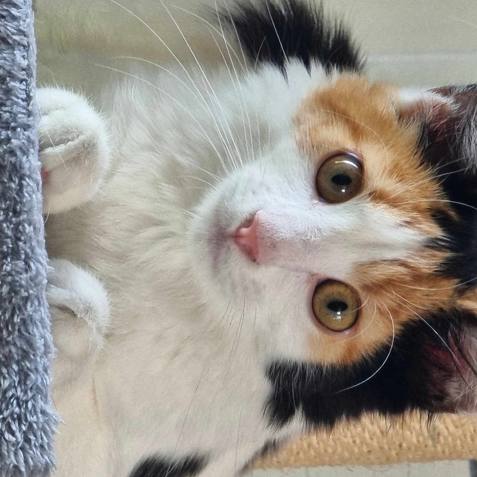 Kitty