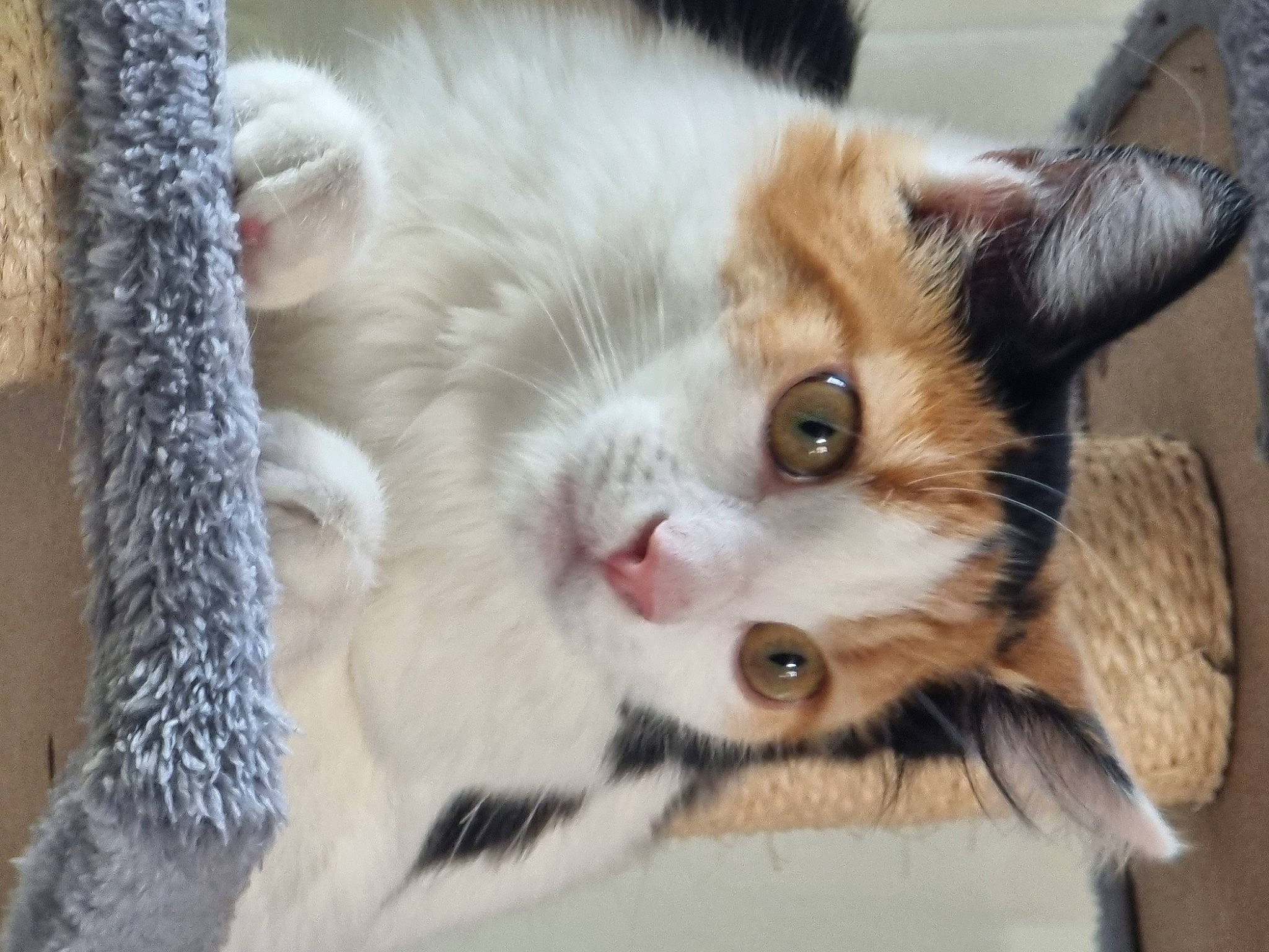 Kitty a rejoint le concours — aidez-le/la à gagner de superbes lots ! carnivore, cat, claw, domestic_short_haired_cat, fawn, felidae, fur, paw, small_to_medium_sized_cats, snout, tail, tree, whiskers