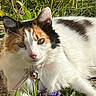 Kitty a rejoint le concours — aidez-le/la à gagner de superbes lots ! cat, calico_cat, pet, animal, feline, outdoor, grass, garden, flowers, purple_flowers, greenery, close_up, portrait, fur, whiskers, green_eyes, collar, bell, lying_down, nature