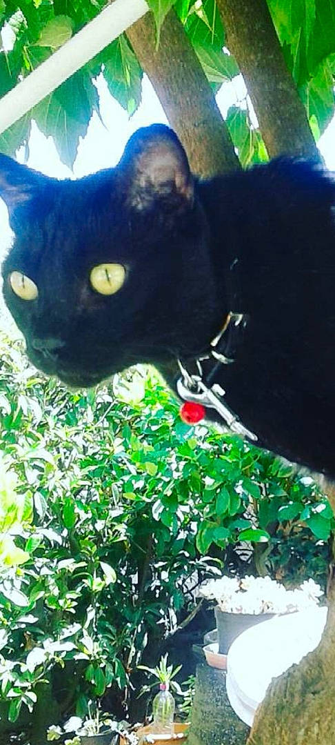 Mystic participe au concours pour gagner de l'argent avec cette photo : black_cat, bombay, carnivore, cat, coquelicot, domestic_short_haired_cat, felidae, fur, grass, green, groundcover, herb, plant, shrub, small_to_medium_sized_cats, snout, tail, terrestrial_animal, tree, whiskers