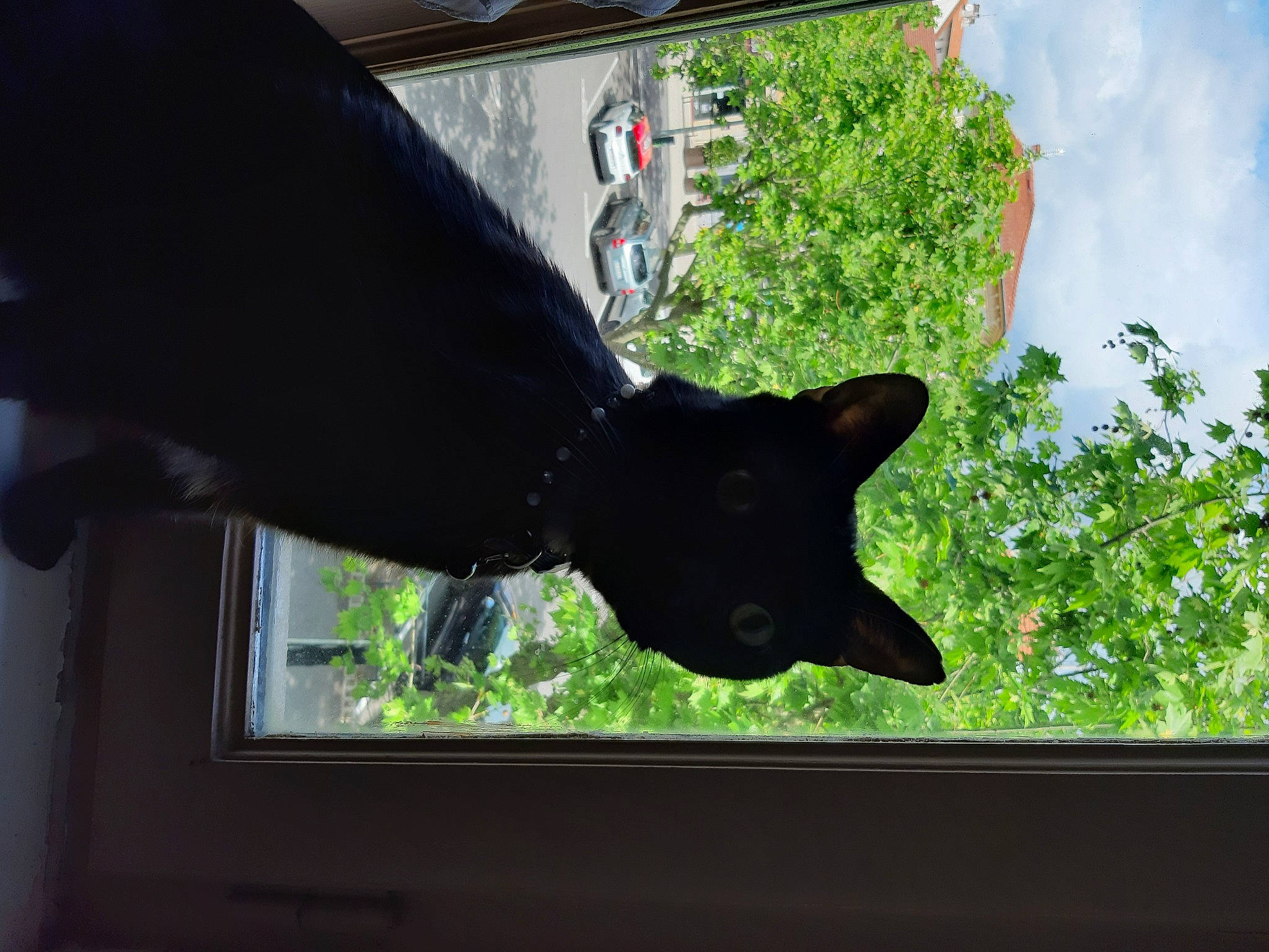 Mystic participe au concours pour gagner de l'argent avec cette photo : black_cat, canidae, carnivore, cat, felidae, leaf, plant, schipperke, small_to_medium_sized_cats, snout, tree, window
