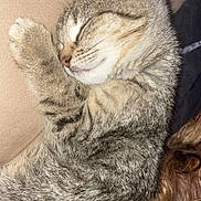 Dolce a rejoint le concours — aidez-le/la à gagner de superbes lots ! cat, tabby, sleeping, nap, cozy, fur, pet, indoor, closeup, resting, cute, animal, whiskers, paw, relaxed, feline, couch, beige, soft, peaceful