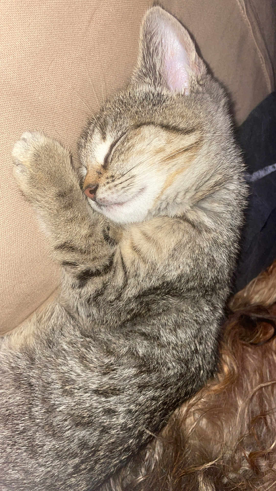 Dolce a rejoint le concours — aidez-le/la à gagner de superbes lots ! cat, tabby, sleeping, nap, cozy, fur, pet, indoor, closeup, resting, cute, animal, whiskers, paw, relaxed, feline, couch, beige, soft, peaceful
