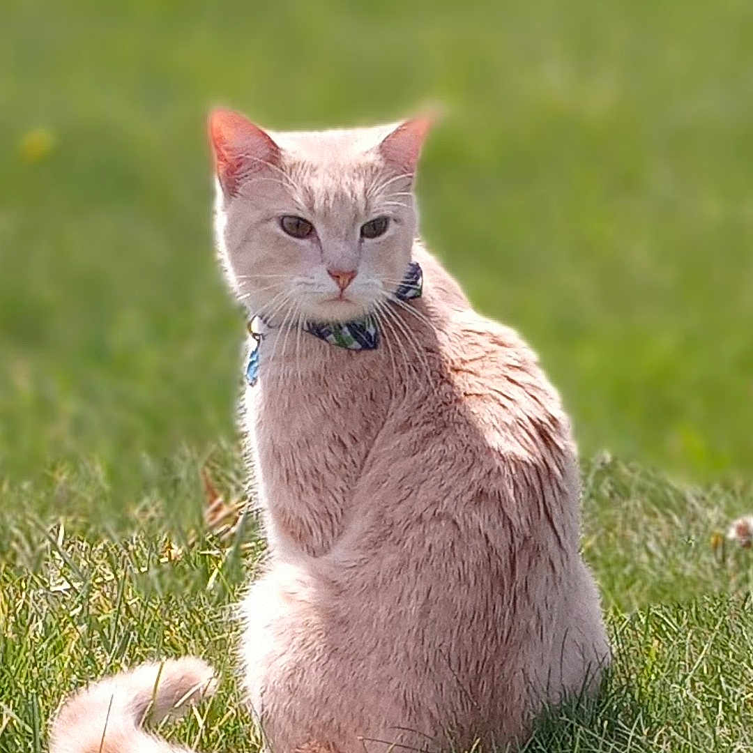 Leo joined the competition — help win amazing prizes! animal, blurred_background, bow_tie, cat, collar, cream_colored, cute, daylight, feline, fur, grass, green, nature, outdoor, pet, portrait, sitting, sunlight, tail, whiskers