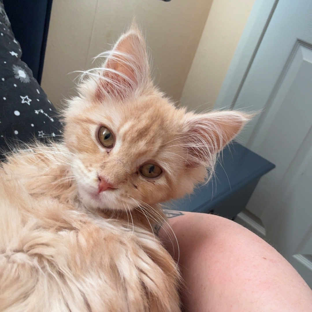 Nova is registered to the contest to win money with this photo: abyssinian, angora, animal, blanket, cat, chair, couch, face, furniture, head, indoors, interiordesign, kitten, manx, person, pet, photography, portrait, skin, wood