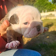 Boulette participe au concours pour gagner de l'argent avec cette photo : puppy, dog, close_up, young_animal, pet, outdoor, sunlight, hand, person, fur, cute, animal_face, white_fur, brown_fur, paw, grass, nature, blurred_background, holding, sleepy