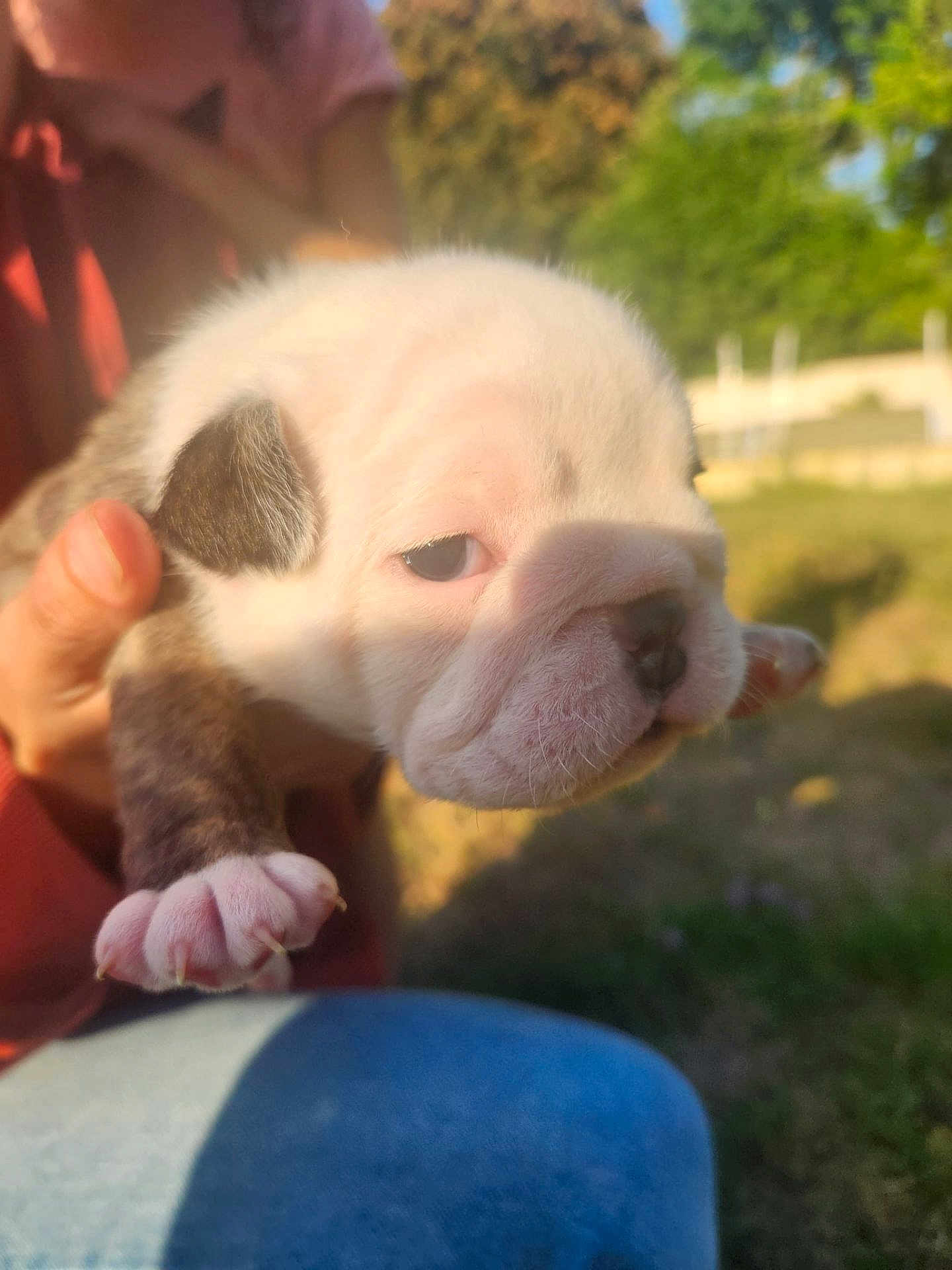 Boulette participe au concours pour gagner de l'argent avec cette photo : puppy, dog, close_up, young_animal, pet, outdoor, sunlight, hand, person, fur, cute, animal_face, white_fur, brown_fur, paw, grass, nature, blurred_background, holding, sleepy