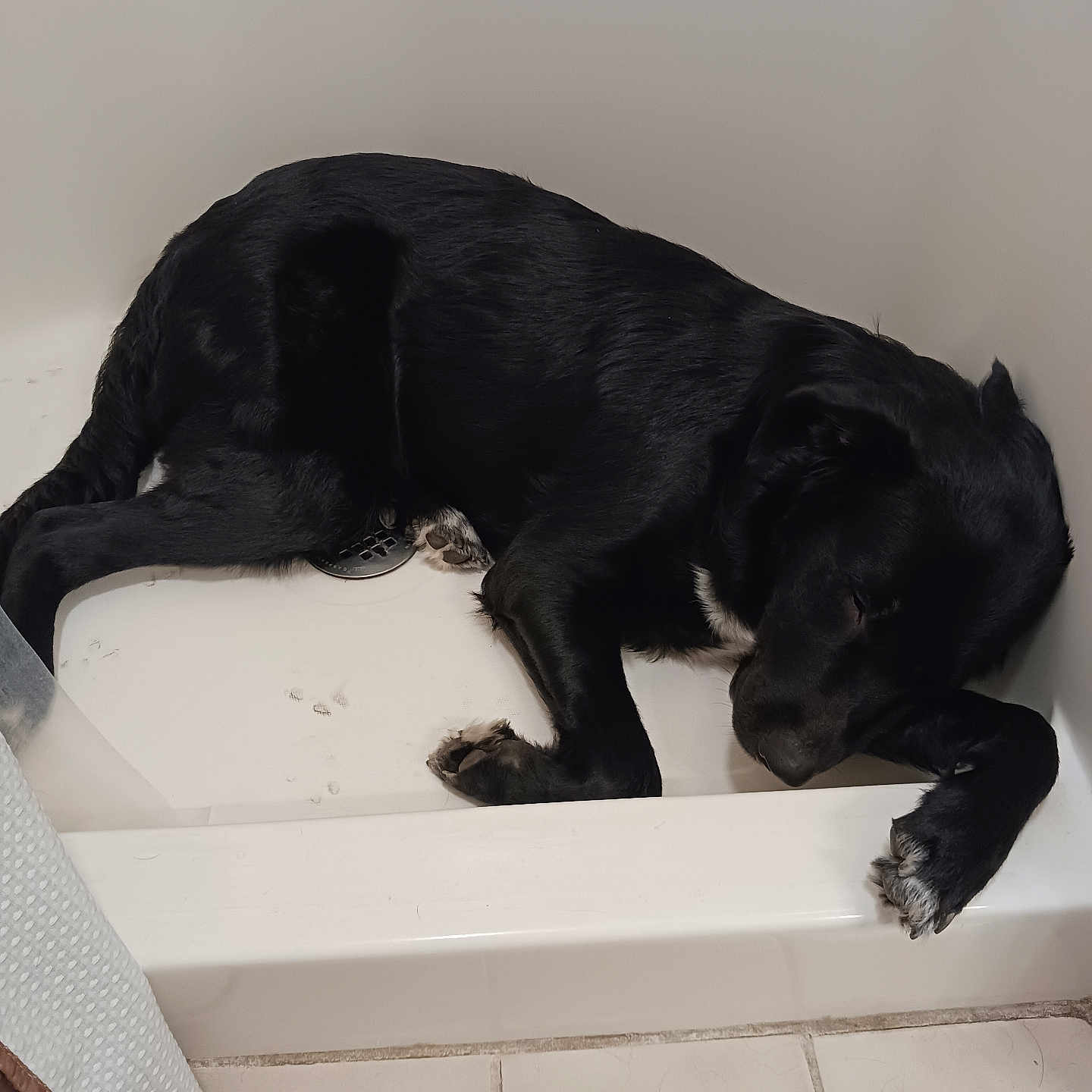 Isabel is registered to the contest to win money with this photo: animal, appenzeller, bathing, bathtub, bulldog, canine, cockerspaniel, couch, dog, furniture, hound, indoors, interiordesign, labradorretriever, person, pet, pointer, puppy, sleeping, tub