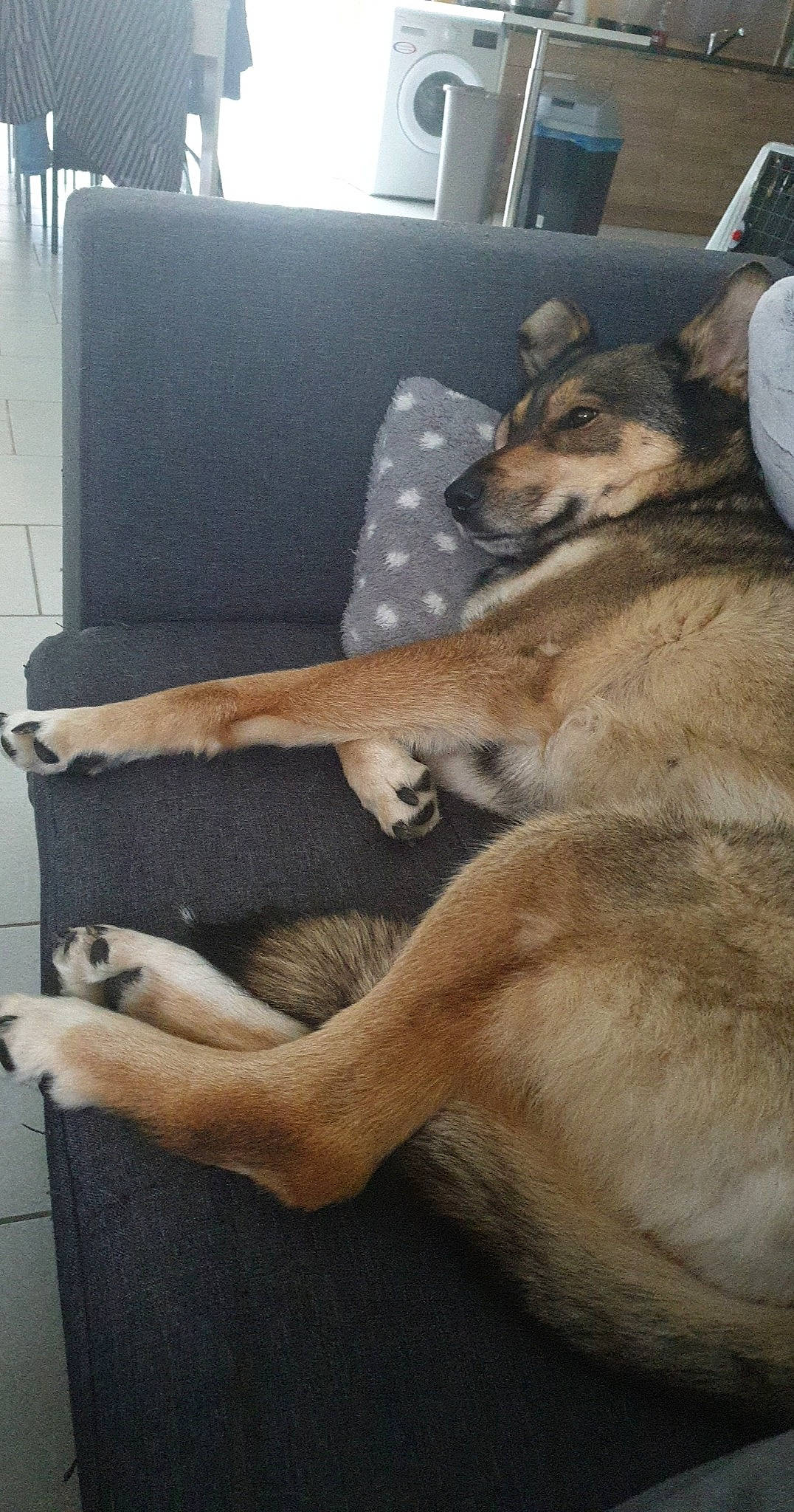 Laska a rejoint le concours — aidez-le/la à gagner de superbes lots ! canidae, canis, carnivore, comfort, companion_dog, dog, dog_breed, fawn, flooring, foot, fur, human_leg, paw, sitting, snout, sporting_group, tail, terrestrial_animal, working_animal, working_dog