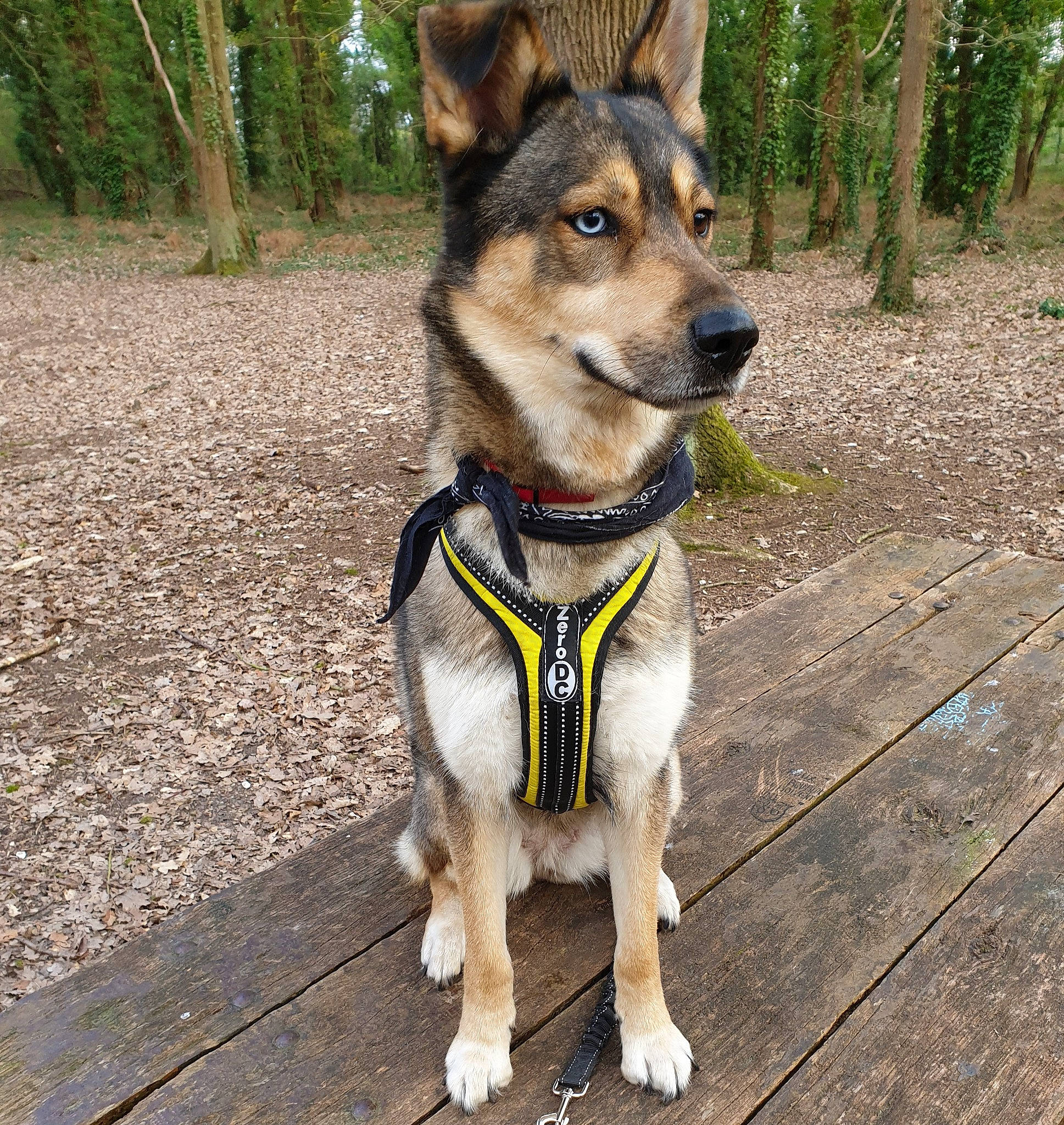 Laska participe au concours pour gagner de l'argent avec cette photo : canidae, carnivore, collar, companion_dog, dog, dog_breed, dog_collar, dog_supply, fashion_accessory, fawn, fur, leash, pack_animal, pet_supply, plant, snout, sporting_group, tail, tree, working_animal