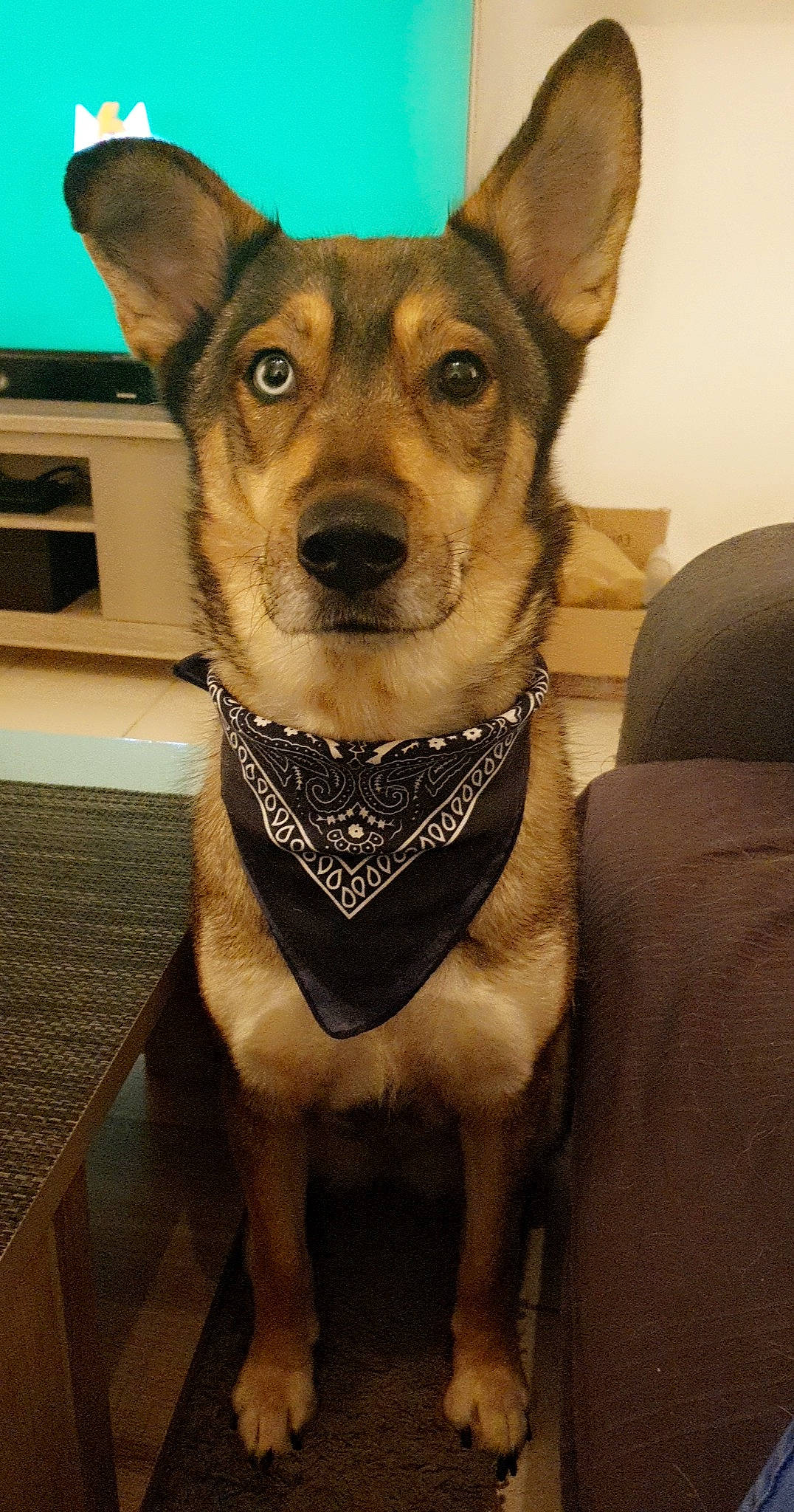 Laska participe au concours pour gagner de l'argent avec cette photo : canidae, carnivore, collar, companion_dog, costume_hat, dog, dog_breed, dog_clothes, dog_collar, dog_supply, fawn, firefighter, fur, hat, leash, snout, sporting_group, whiskers, working_animal