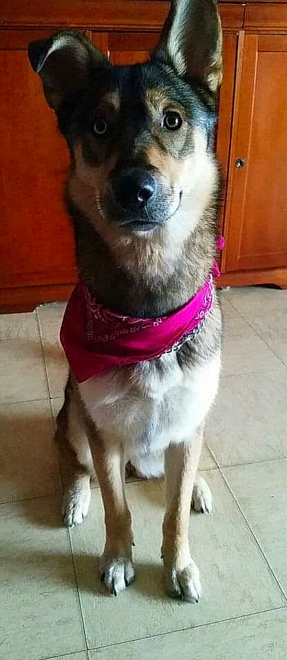 Laska participe au concours pour gagner de l'argent avec cette photo : art, canidae, carnivore, collar, companion_dog, dog, dog_breed, dog_collar, dog_supply, door, fawn, flooring, fur, leash, pet_supply, sporting_group, tail, whiskers, working_animal, working_dog