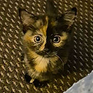 Lyla is registered to the contest to win money with this photo: adorable, alert, animal, carpet, cat, cute, domestic, eyes, feline, fur, indoor, kitten, looking_up, mammal, pattern, pet, small, tortoiseshell, whiskers, young