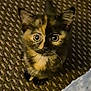 adorable, alert, animal, carpet, cat, cute, domestic, eyes, feline, fur, indoor, kitten, looking_up, mammal, pattern, pet, small, tortoiseshell, whiskers, young