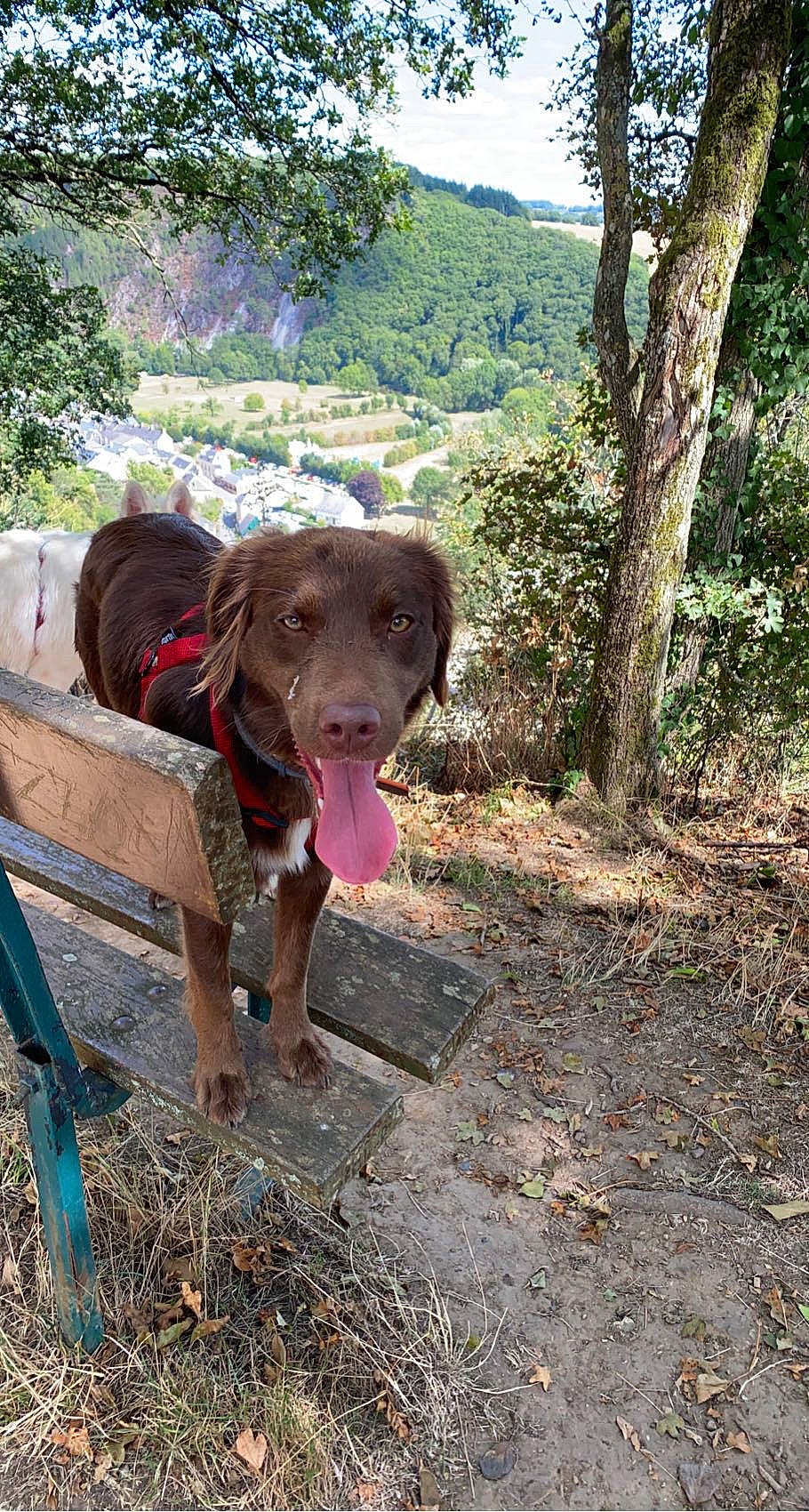 Sunny participe au concours pour gagner de l'argent avec cette photo : adventure, carnivore, dog, dog_breed, fawn, forest, grass, hunting_dog, landscape, leisure, liver, plant, sky, snout, soil, sporting_group, tree, walking, wood, working_animal