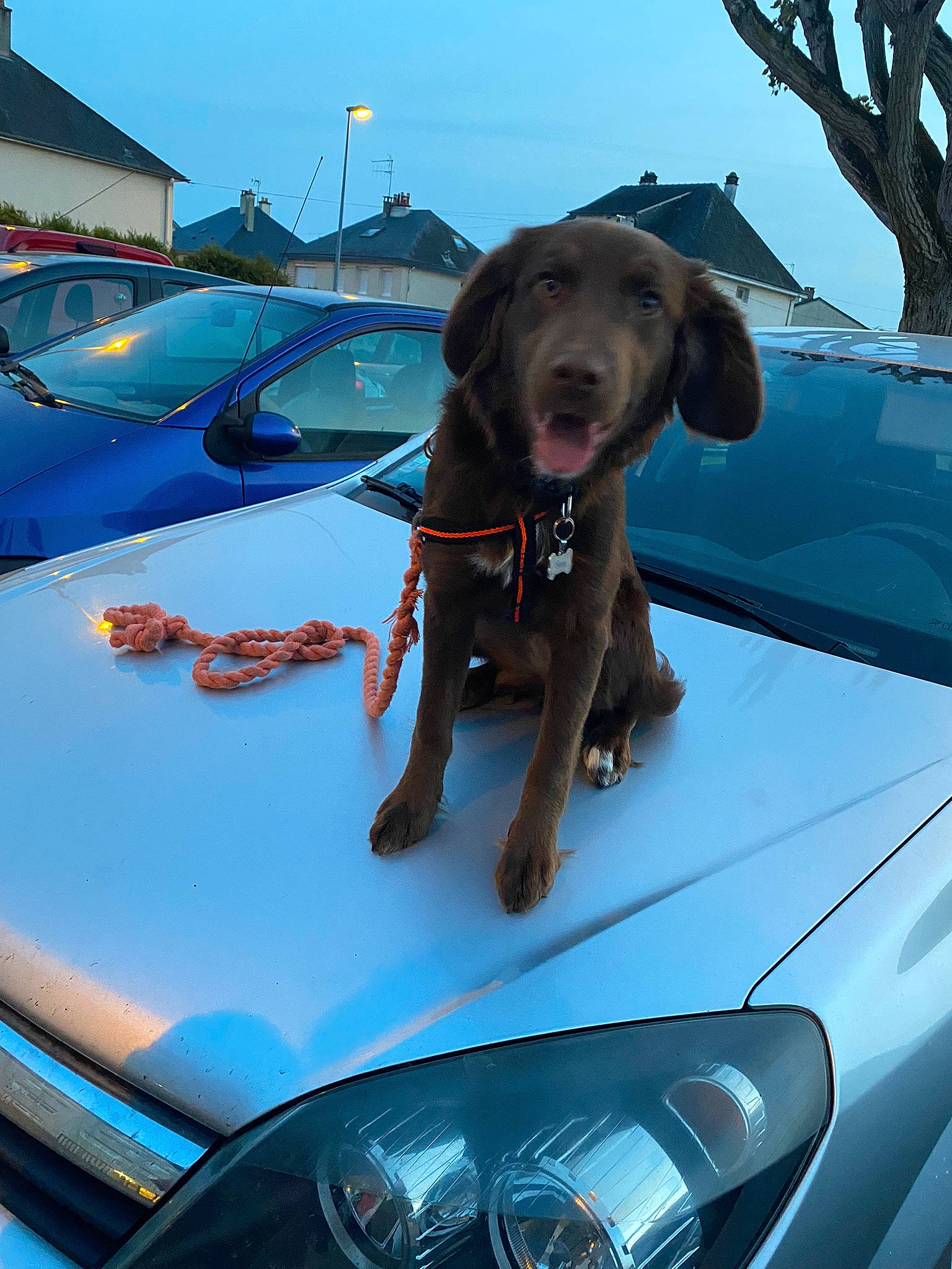 Sunny a rejoint le concours — aidez-le/la à gagner de superbes lots ! automotive_design, automotive_exterior, automotive_lighting, automotive_mirror, automotive_parking_light, bumper, car, carnivore, dog, door, fender, grille, hood, mode_of_transport, motor_vehicle, rear_view_mirror, sky, vehicle, vehicle_door, windscreen_wiper