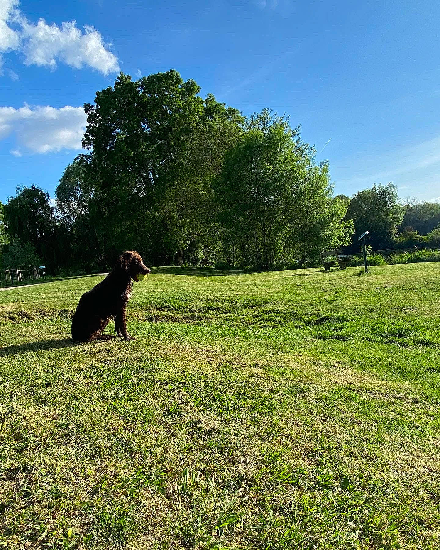 Sunny a rejoint le concours — aidez-le/la à gagner de superbes lots ! carnivore, cloud, companion_dog, dog, dog_breed, grass, grassland, happy, landscape, meadow, natural_landscape, people_in_nature, plain, plant, prairie, shrub, sky, sporting_group, tints_and_shades, tree