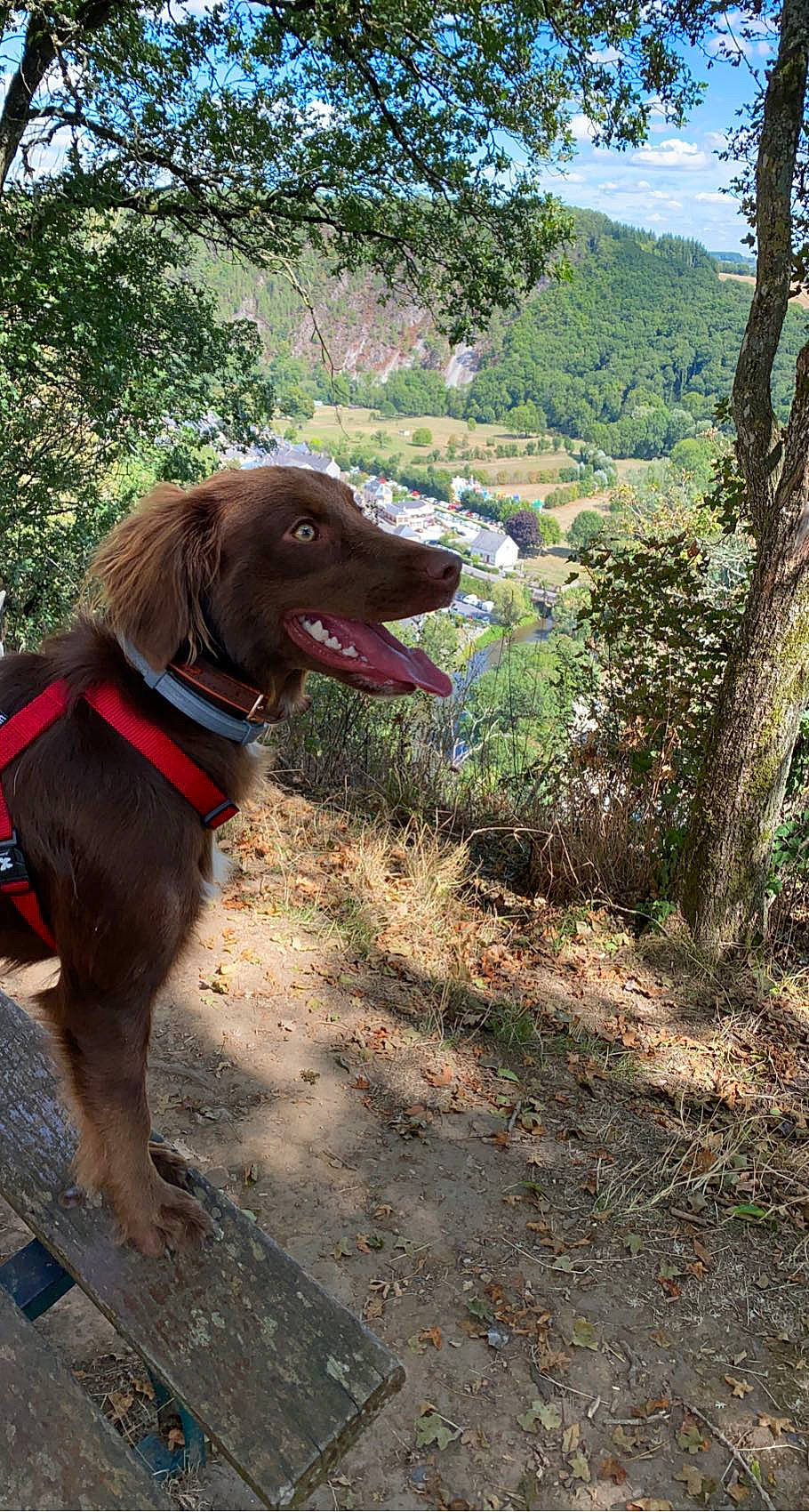 Sunny a rejoint le concours — aidez-le/la à gagner de superbes lots ! adventure, canidae, carnivore, collar, companion_dog, dog, dog_breed, dog_collar, fawn, gun_dog, landscape, leash, liver, plant, retriever, sky, sporting_group, tree, walking, working_animal