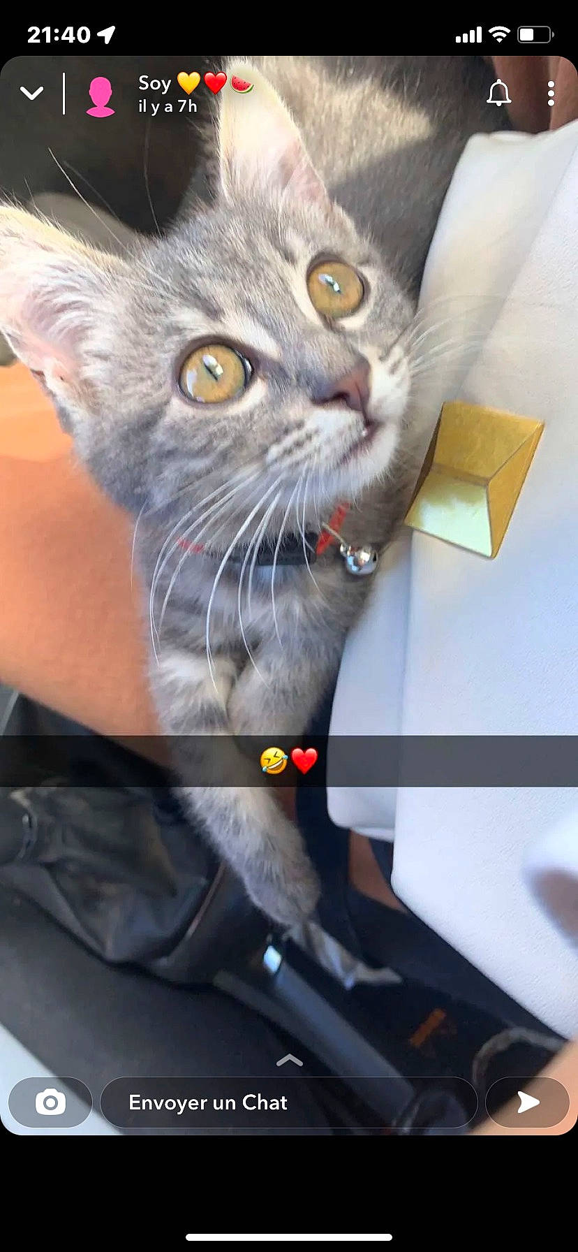 Zaya a rejoint le concours — aidez-le/la à gagner de superbes lots ! carnivore, cat, curious, domestic_short_haired_cat, felidae, fur, photo_caption, russian_blue, small_to_medium_sized_cats, snout, whiskers, windshield