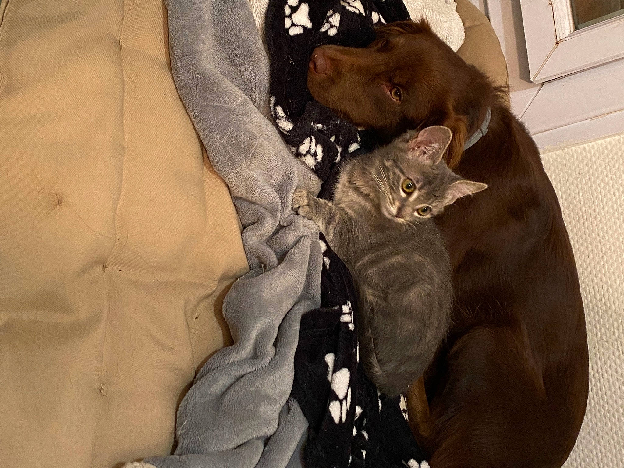 Zaya a rejoint le concours — aidez-le/la à gagner de superbes lots ! bag, brown, canidae, carnivore, cat, comfort, companion_dog, dog, dog_breed, fawn, felidae, fur, grey, leather_jacket, linens, liver, sleeve, sporting_group, wood, working_animal