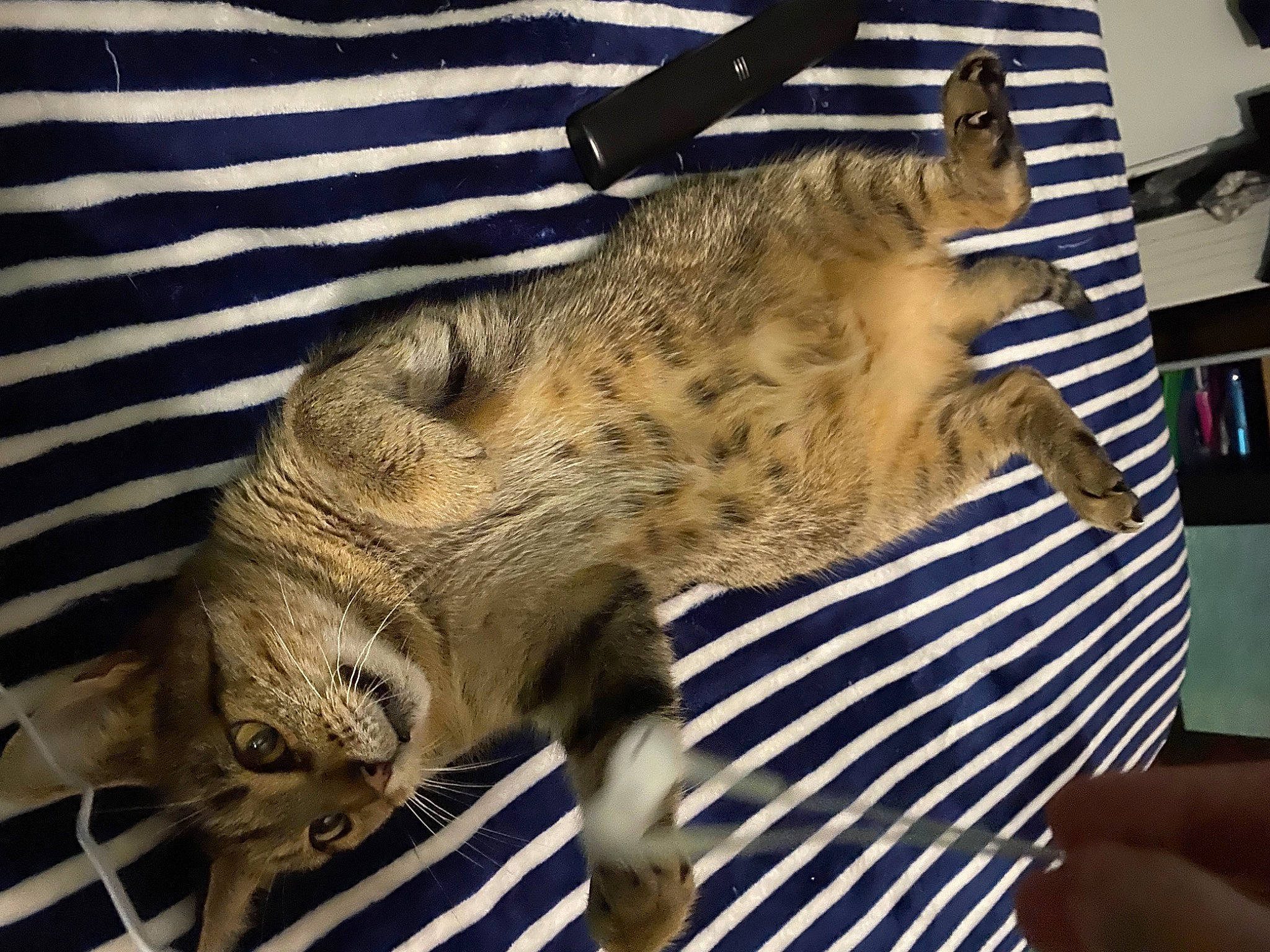 Biscotte a rejoint le concours — aidez-le/la à gagner de superbes lots ! big_cats, canidae, carnivore, claw, domestic_short_haired_cat, fawn, felidae, fur, hide, leopard, mammal, small_to_medium_sized_cats, snout, snow_leopard, sporting_group, tail, terrestrial_animal, vertebrate, whiskers, wildlife