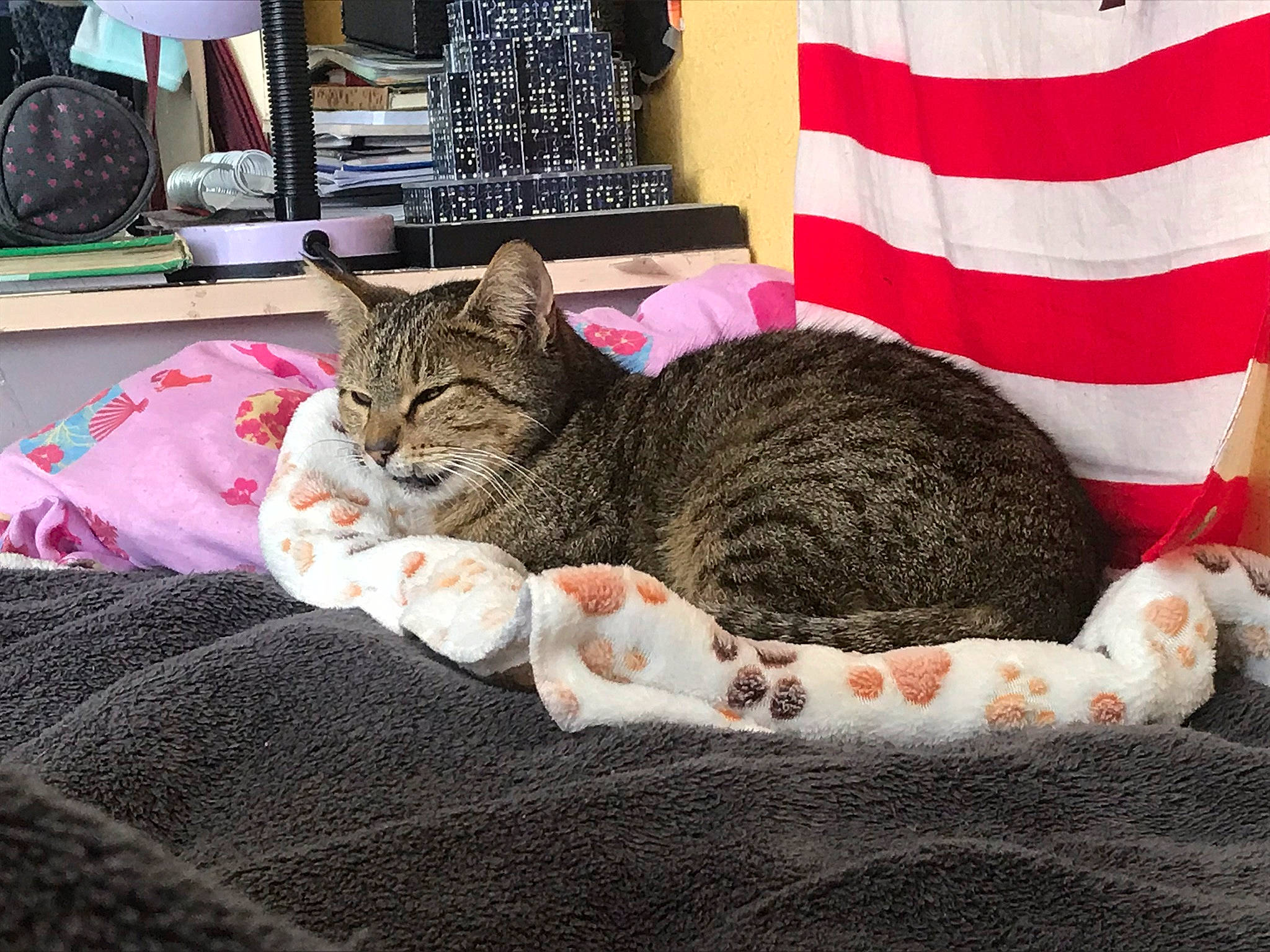 Biscotte a rejoint le concours — aidez-le/la à gagner de superbes lots ! bed, bed_sheet, bedding, carnivore, cat, comfort, domestic_short_haired_cat, felidae, flag, fur, grey, linens, mechanical_fan, nap, paw, picture_frame, room, small_to_medium_sized_cats, textile, whiskers