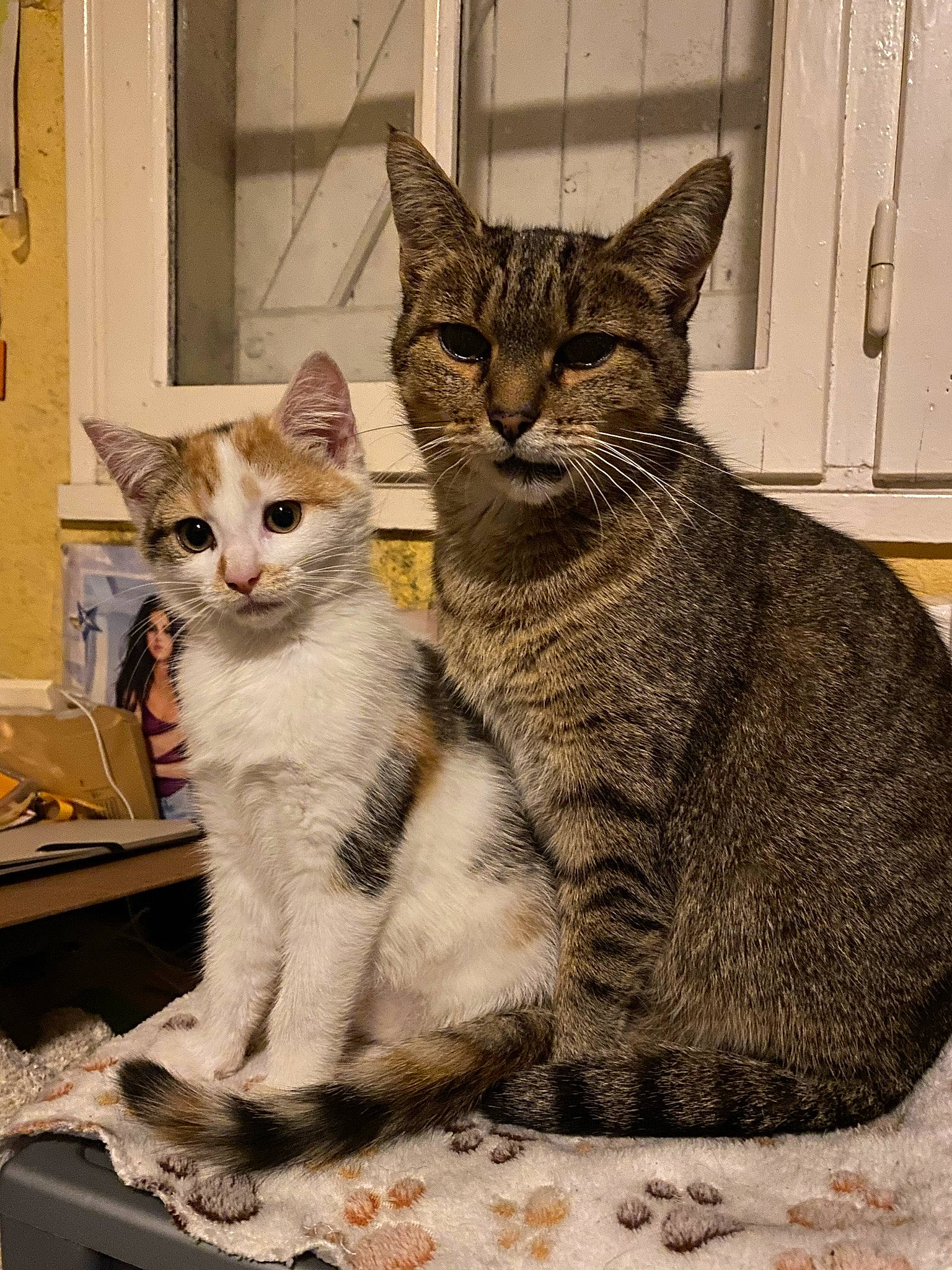 Biscotte participe au concours pour gagner de l'argent avec cette photo : box, carnivore, cat, claw, domestic_short_haired_cat, door, felidae, fur, mammal, paw, photo_caption, sitting, small_to_medium_sized_cats, snout, tail, terrestrial_animal, whiskers, wildlife, window
