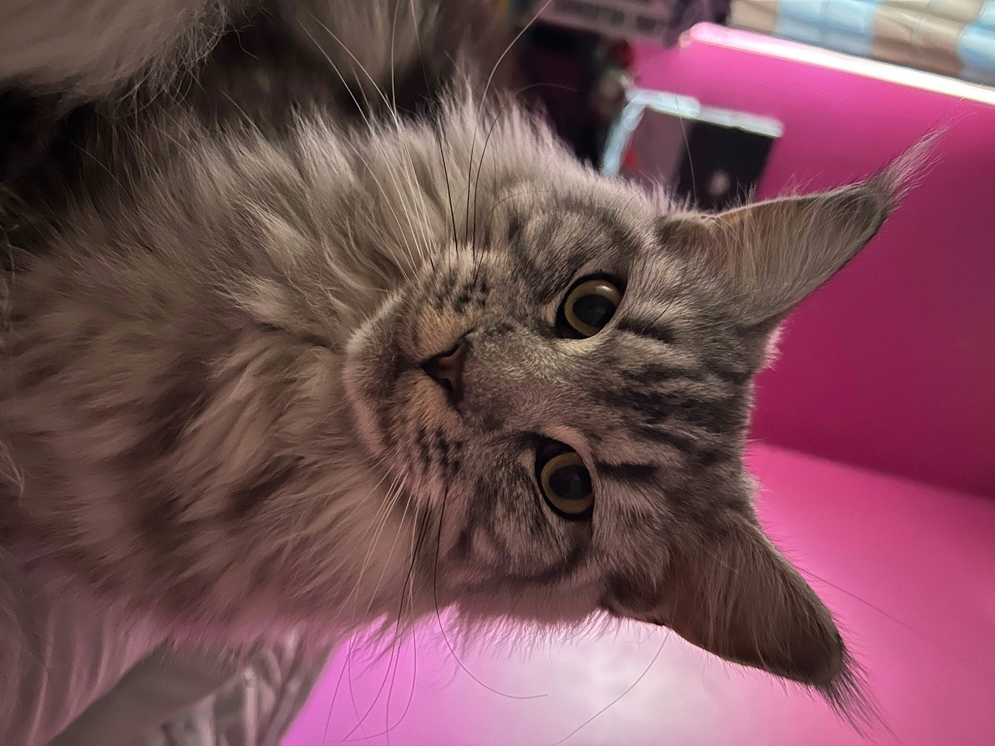 Sweety a rejoint le concours — aidez-le/la à gagner de superbes lots ! british_longhair, carnivore, cat, claw, comfort, domestic_short_haired_cat, ear, fang, felidae, fur, grey, paw, small_to_medium_sized_cats, snout, terrestrial_animal, whiskers