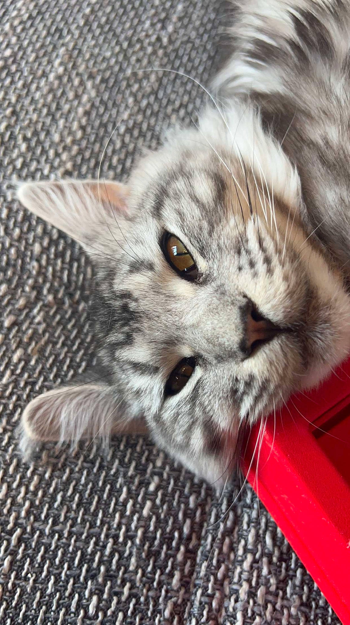 Sweety participe au concours pour gagner de l'argent avec cette photo : carnivore, cat, claw, domestic_short_haired_cat, felidae, fur, grey, paw, small_to_medium_sized_cats, terrestrial_animal, whiskers