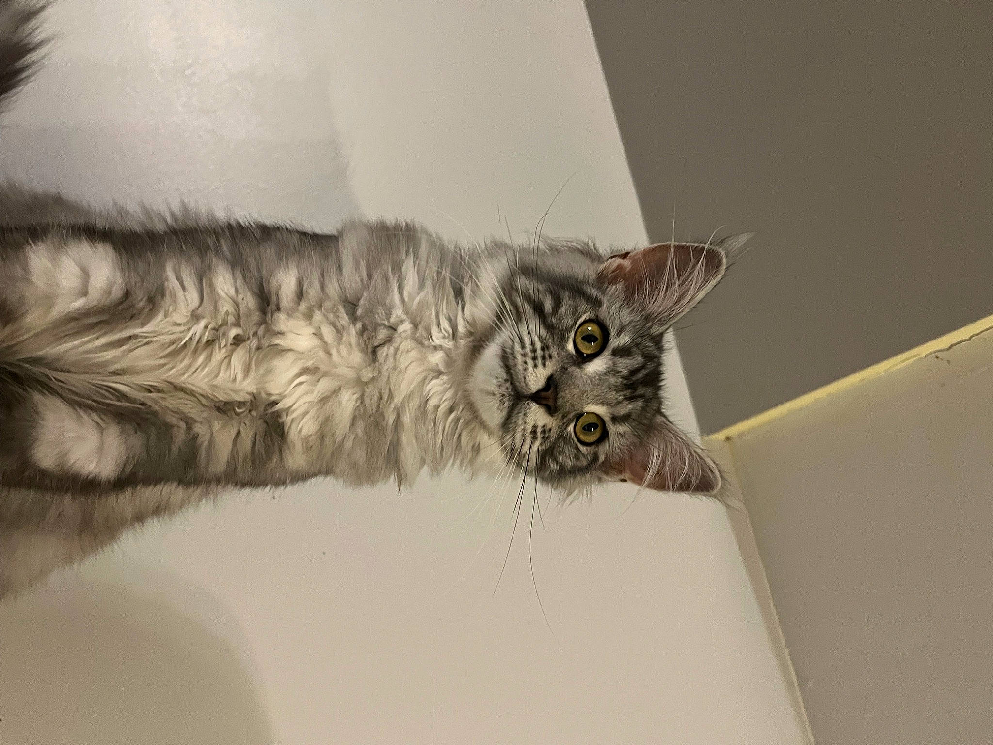 Sweety a rejoint le concours — aidez-le/la à gagner de superbes lots ! art, bed, carnivore, cat, claw, comfort, couch, domestic_short_haired_cat, feather, felidae, fur, paw, small_to_medium_sized_cats, snout, tail, whiskers