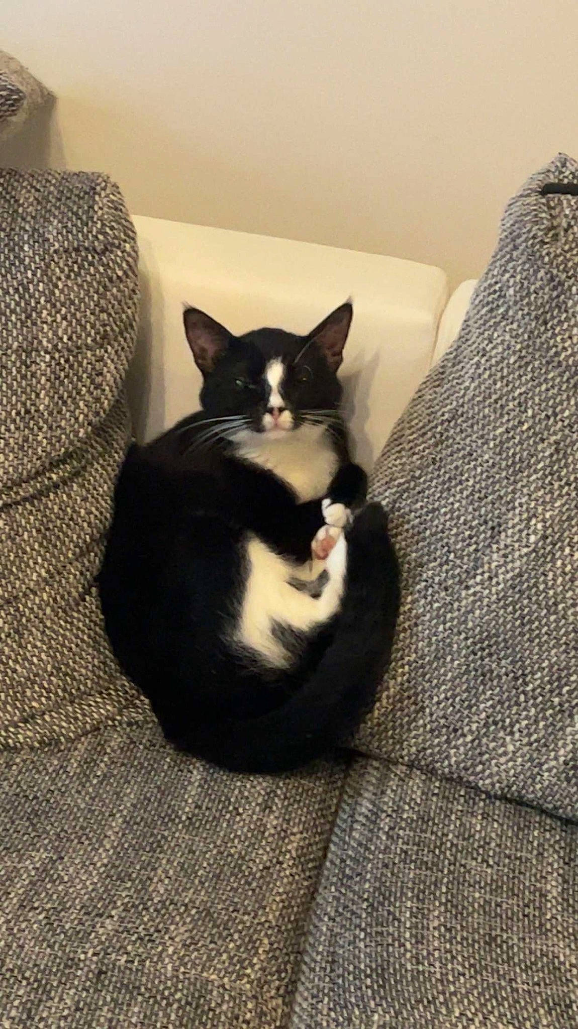 Lynk a rejoint le concours — aidez-le/la à gagner de superbes lots ! black_cat, carnivore, cat, comfort, domestic_short_haired_cat, felidae, flooring, fur, grey, hardwood, linens, paw, room, shadow, sitting, small_to_medium_sized_cats, tail, whiskers, wood, woven_fabric