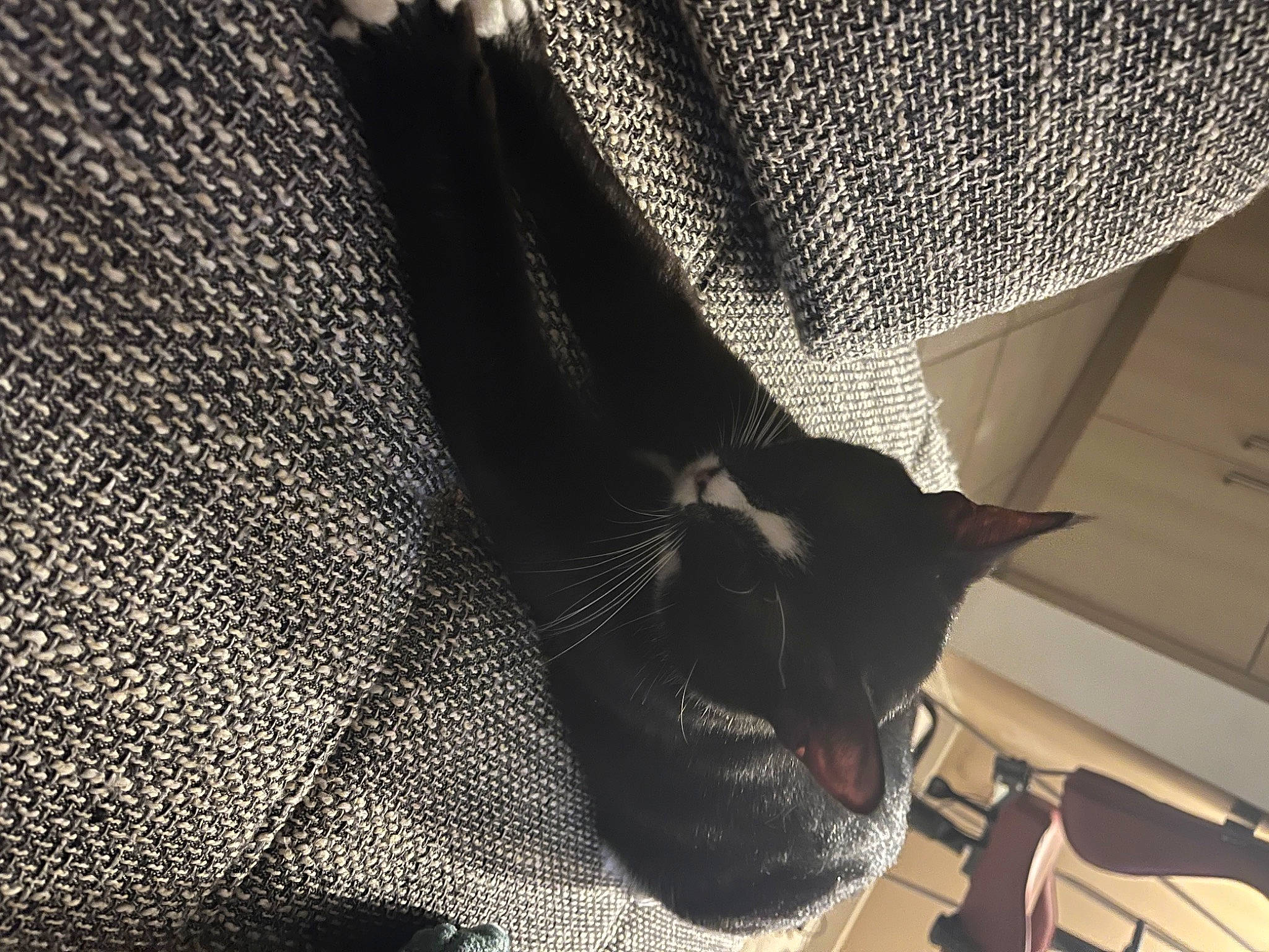 Lynk participe au concours pour gagner de l'argent avec cette photo : bag, carnivore, cat, comfort, domestic_short_haired_cat, fashion_accessory, felidae, flooring, fur, grey, human_leg, linens, monochrome_photography, pattern, shadow, small_to_medium_sized_cats, tail, textile, tints_and_shades, whiskers