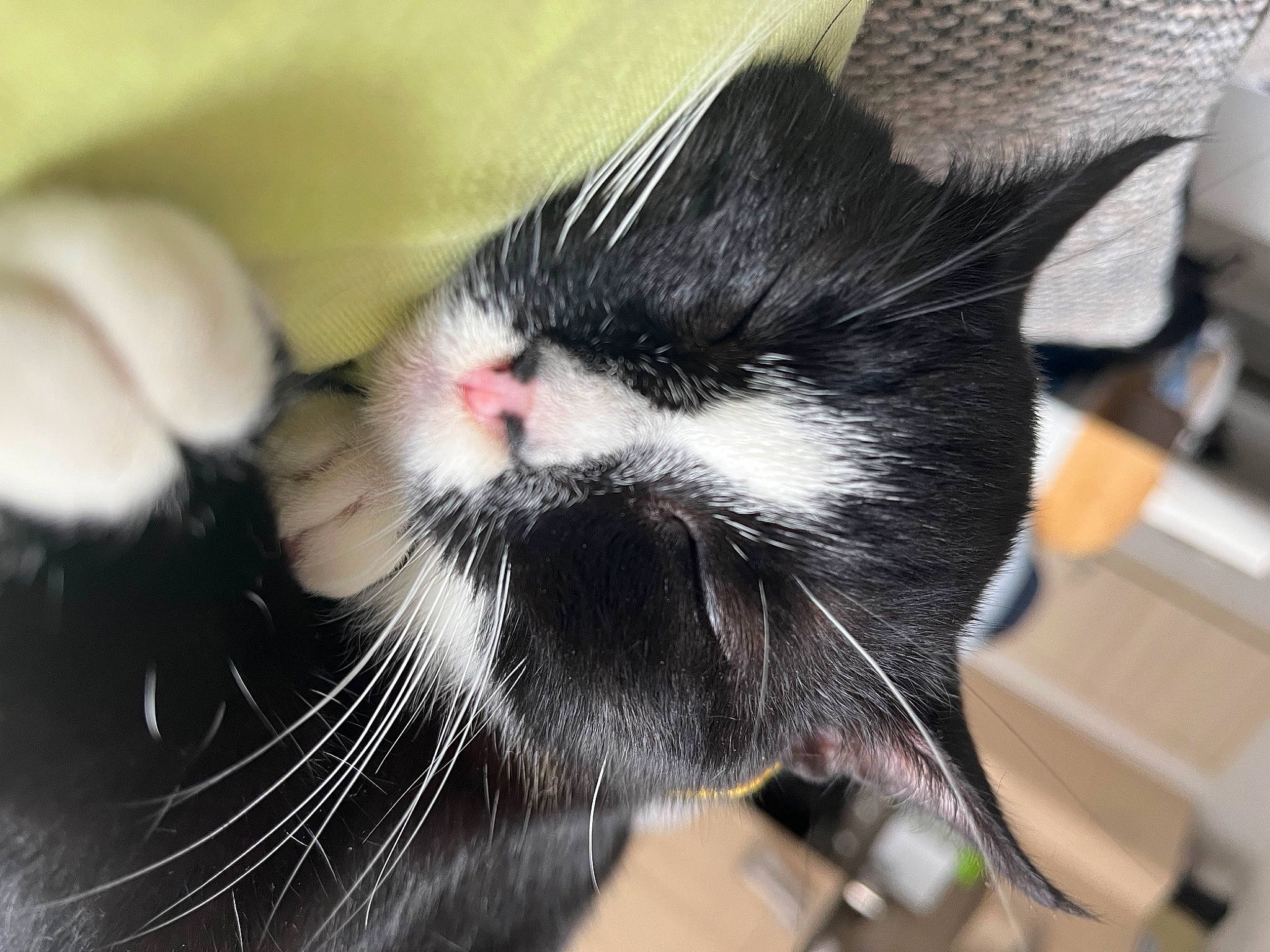 Lynk a rejoint le concours — aidez-le/la à gagner de superbes lots ! carnivore, cat, claw, comfort, domestic_short_haired_cat, ear, eye, felidae, foot, fur, paw, small_to_medium_sized_cats, snout, tail, whiskers