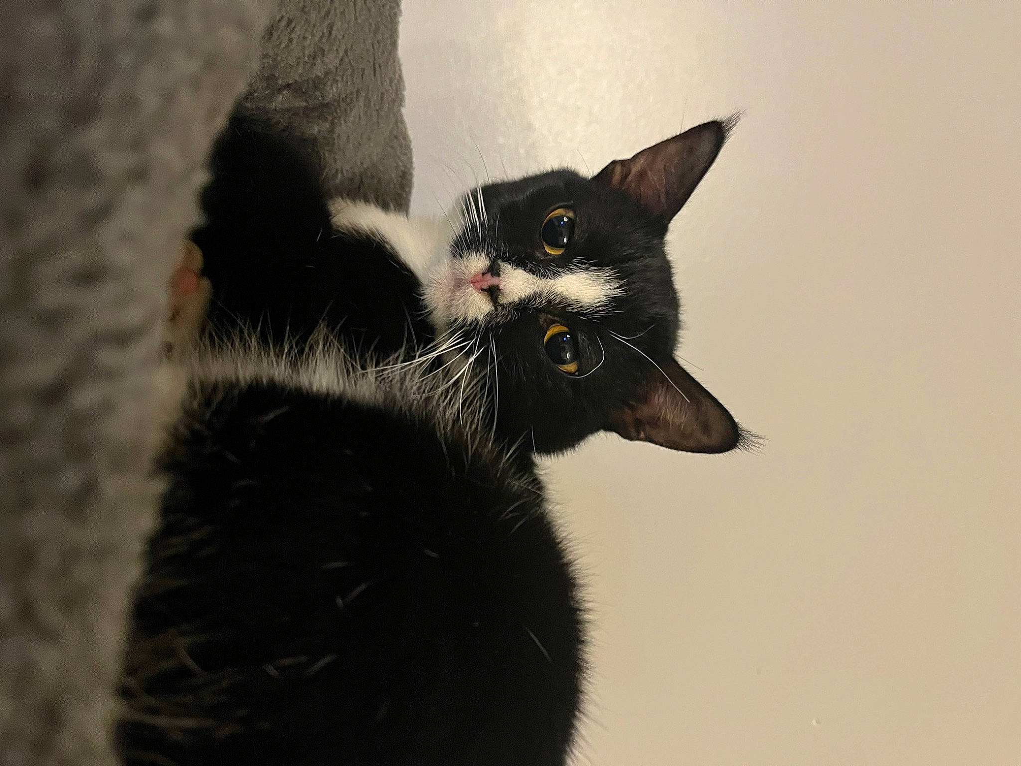 Lynk a rejoint le concours — aidez-le/la à gagner de superbes lots ! black_cat, bombay, carnivore, cat, claw, domestic_short_haired_cat, felidae, fur, monochrome_photography, paw, small_to_medium_sized_cats, snout, tail, terrestrial_animal, whiskers