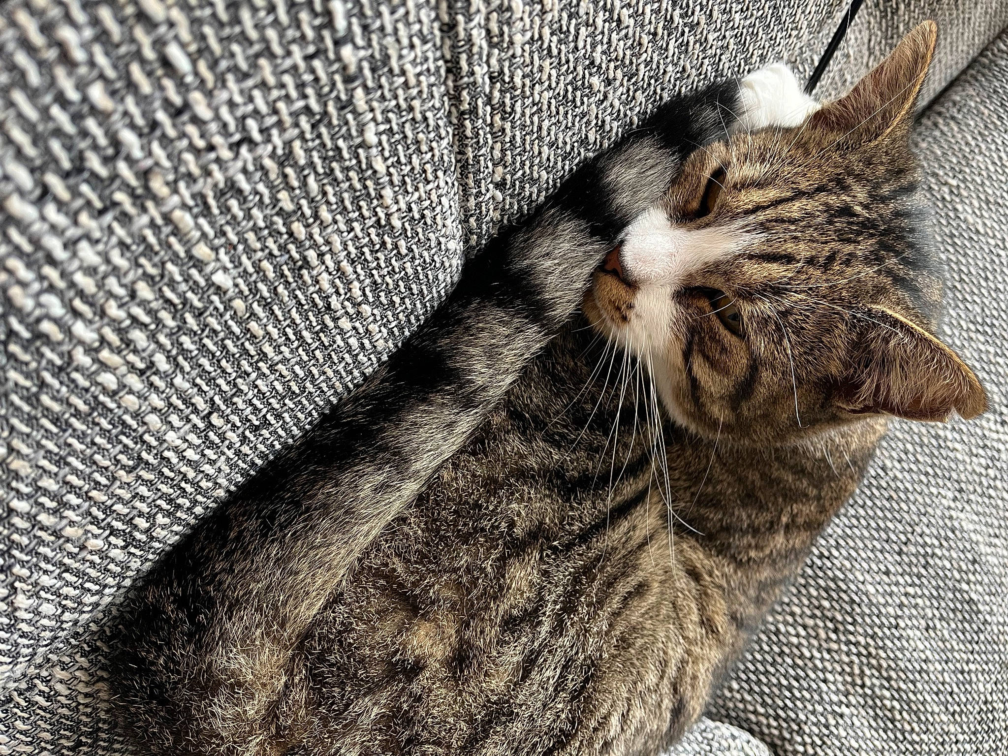 Nestor a rejoint le concours — aidez-le/la à gagner de superbes lots ! carnivore, cat, claw, close_up, comfort, domestic_short_haired_cat, fawn, felidae, fur, grey, human_leg, pattern, paw, small_to_medium_sized_cats, snout, tail, terrestrial_animal, textile, whiskers, wood