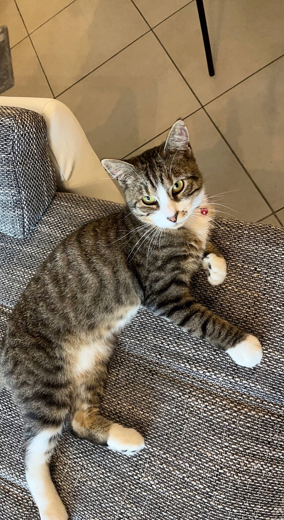 Nestor a rejoint le concours — aidez-le/la à gagner de superbes lots ! carnivore, cat, cat_supply, claw, comfort, couch, domestic_short_haired_cat, felidae, flooring, foot, fur, grey, paw, sitting, small_to_medium_sized_cats, tail, terrestrial_animal, whiskers