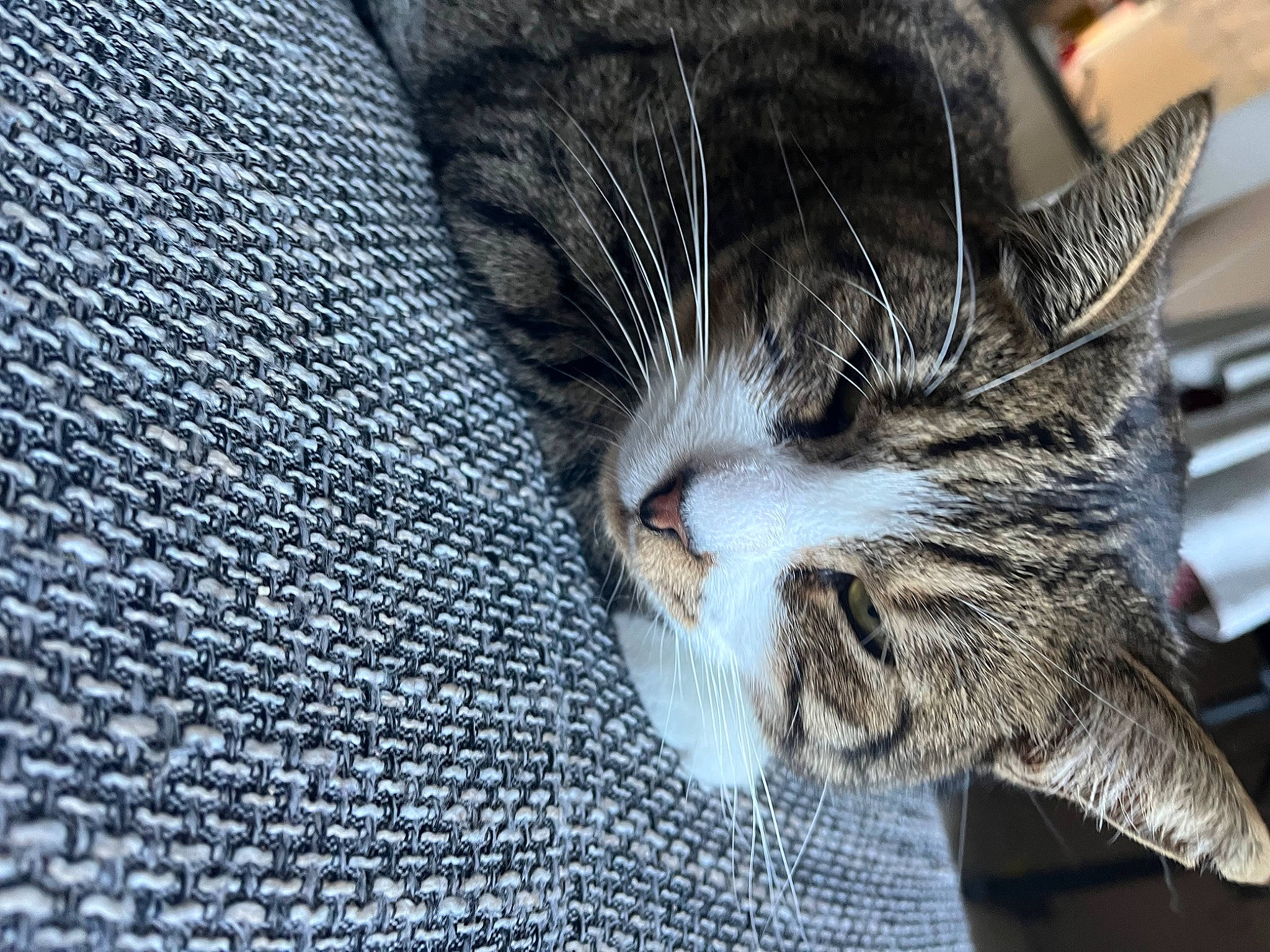 Nestor participe au concours pour gagner de l'argent avec cette photo : carnivore, cat, claw, close_up, comfort, domestic_short_haired_cat, felidae, flooring, fur, linens, nap, pattern, paw, small_to_medium_sized_cats, snout, tail, terrestrial_animal, whiskers, wood, woven_fabric