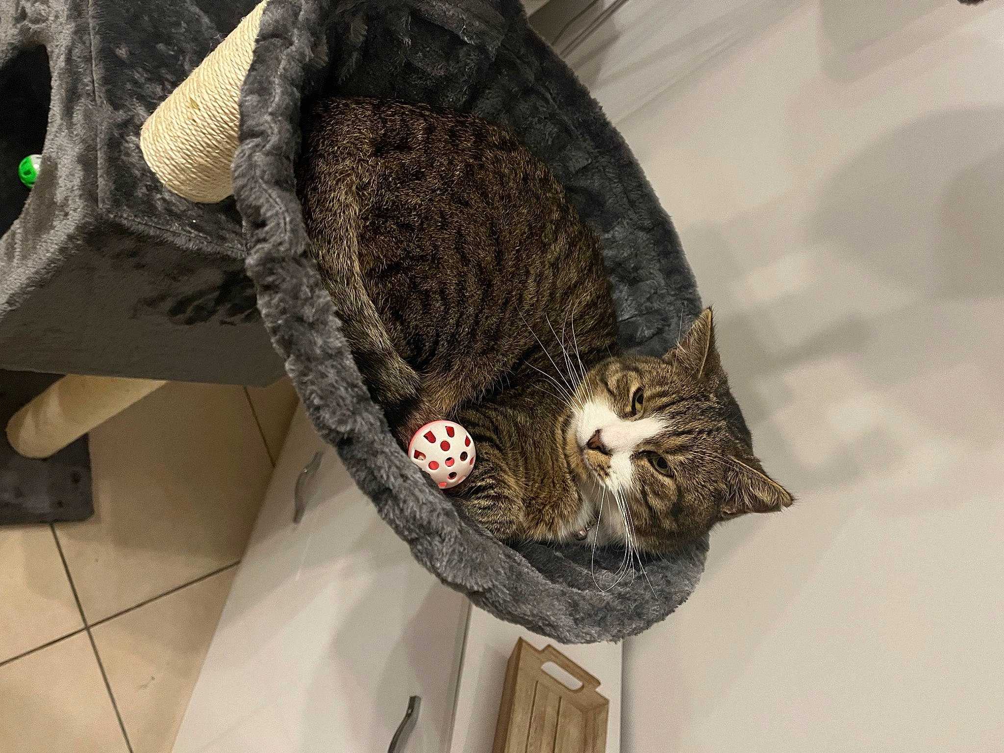 Nestor participe au concours pour gagner de l'argent avec cette photo : art, artifact, bag, cat, fashion_accessory, felidae, fur, hat, headgear, helmet, luggage_and_bags, metal, pattern, sculpture, small_to_medium_sized_cats, tail, visual_arts, whiskers, wool, woolen