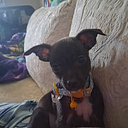 Zivashay joined the competition — help win amazing prizes! animal, bell, black_dog, blanket, collar, couch, cozy, curious, cute, dog, ears, fur, head_tilt, home, indoor, looking, pet, puppy, sitting, small_dog
