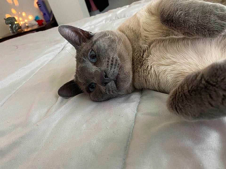 Bad Kitty