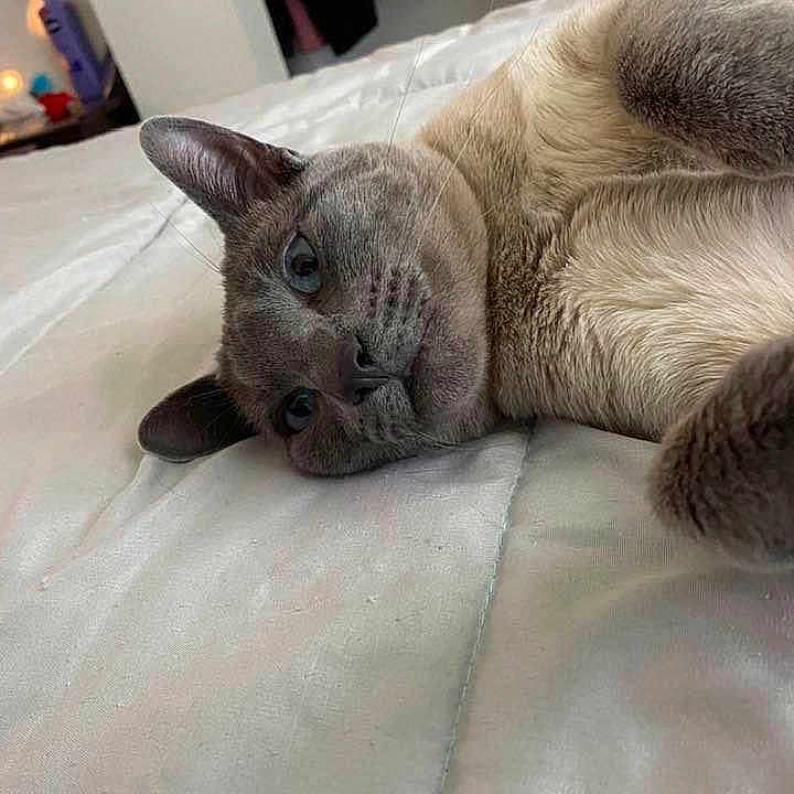 Bad Kitty