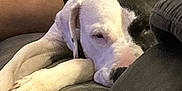 Peppa Louisa Mae is registered to the contest to win money with this photo: dog, white_dog, black_patch, sleeping, couch, person, legs, pants, floral_clothing, indoor, relaxation, pet, resting, canine, comfort, domestic_animal, nap, closeup, fur, paw